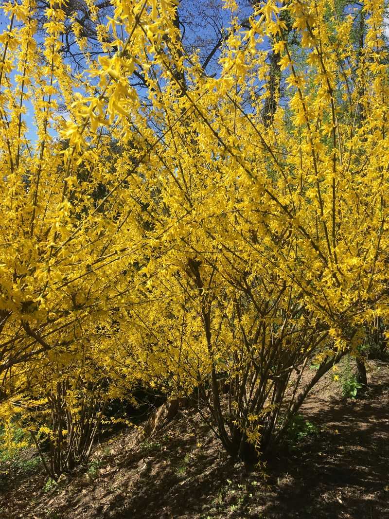What To Do If You Already Have Forsythia In Your Yard