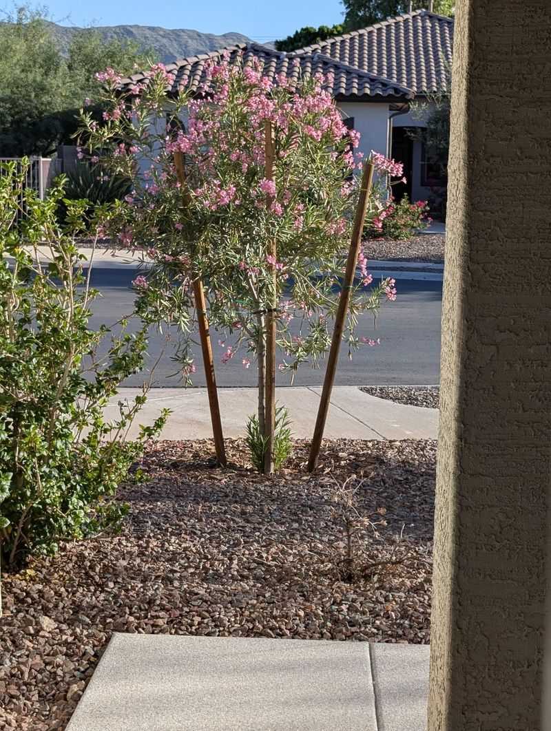 What To Do If You Already Have Oleander