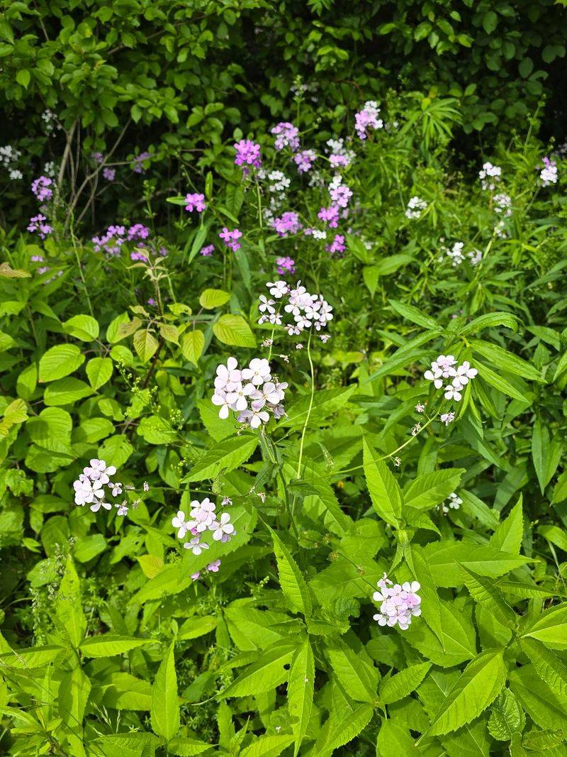 What To Do If Your Yard Is Already Full Of It