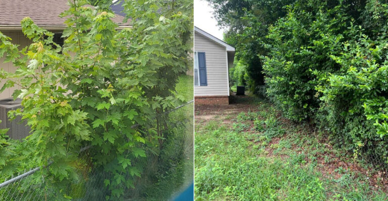 What To Do When A Neighbor’s Shrubs Grow Into Your Oregon Garden