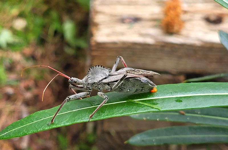 Wheel Bug spotted on garden foliage