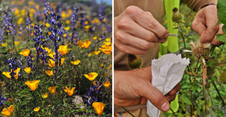 What To Do With Arizona Wildflowers Before They Go To Seed