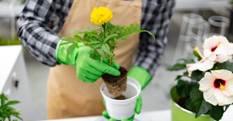 What To Do With Fading Spring Containers In Pennsylvania Before Summer Arrives