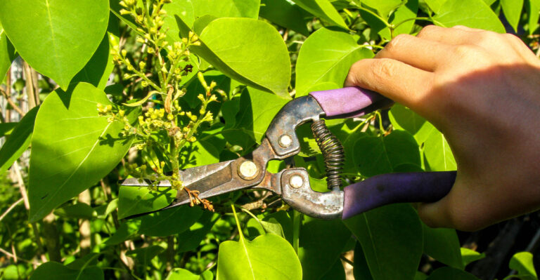 pruning wilted lilac stems