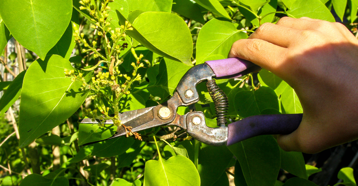 pruning wilted lilac stems