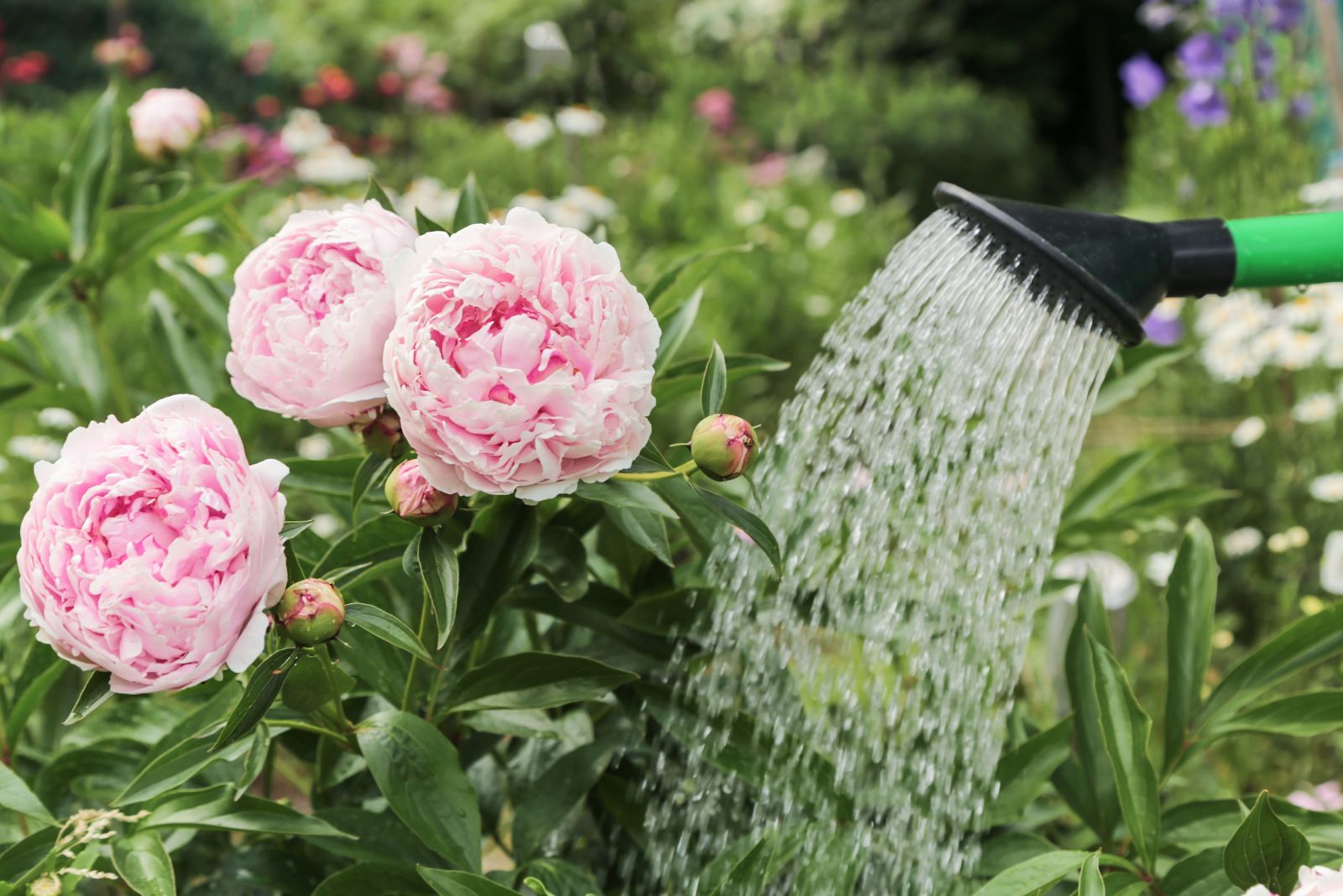 watering peonies