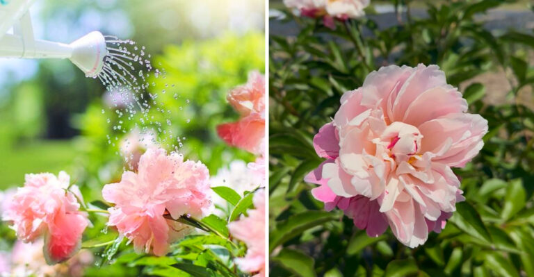 What To Do With Peonies In May In Texas For Better Blooms