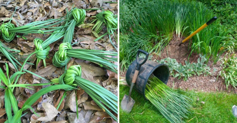 What To Do With Spring Bulbs In Georgia After Blooming Ends