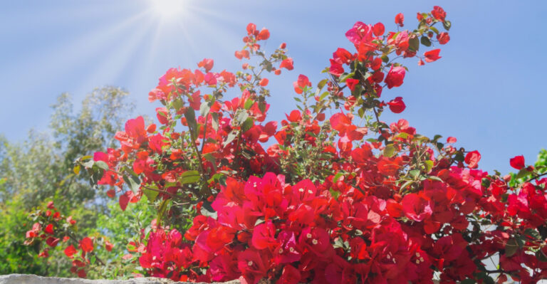 What To Do With Your Arizona Bougainvillea In May Before Heat Turns Brutal