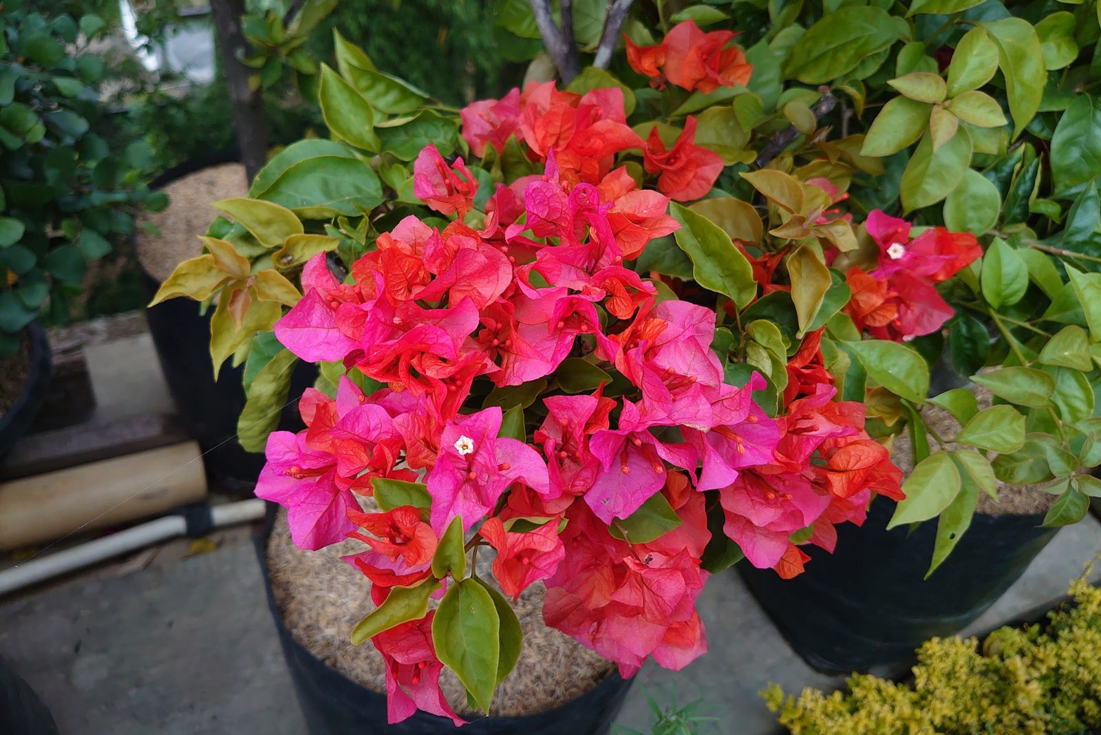 Bougainvillea
