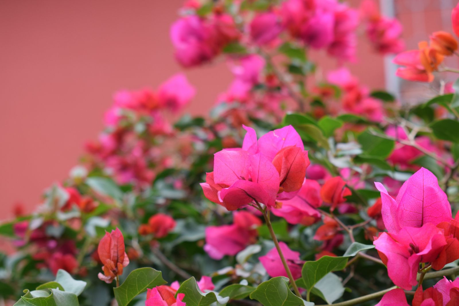 bougainvillea