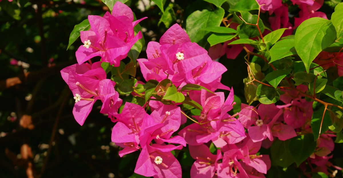 bougainvillea