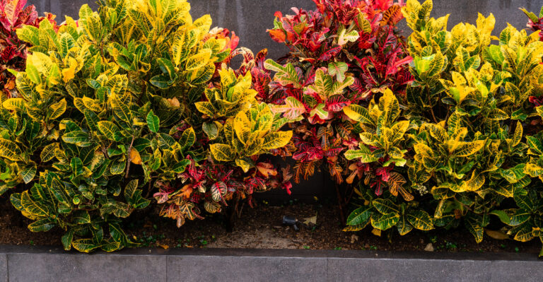 croton