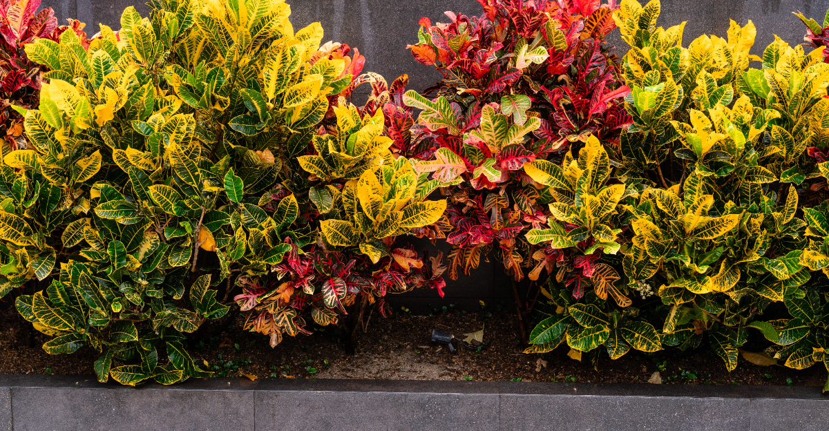 croton
