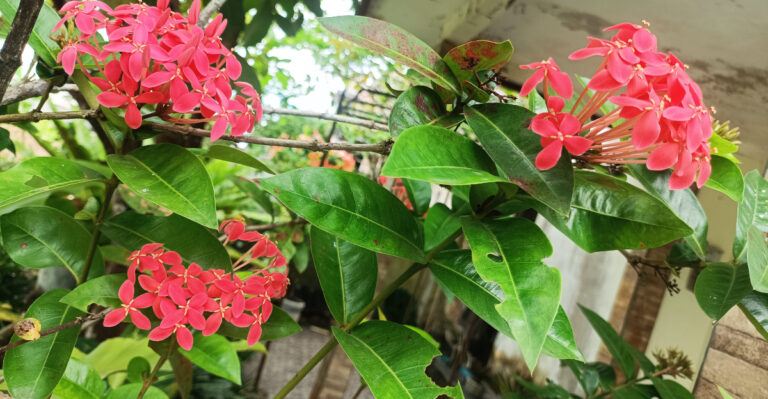 What To Do With Your Florida Ixora In June So The Blooms Keep Coming All Summer