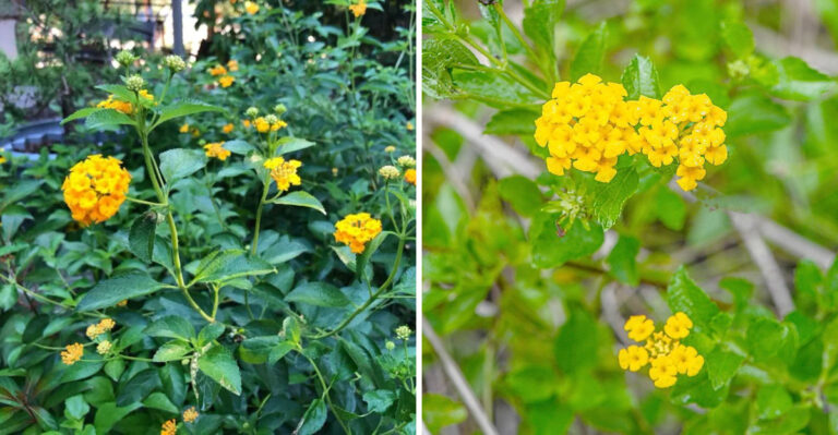 What To Do With Your Florida Lantana In June So It Stays Full And Doesn’t Get Leggy