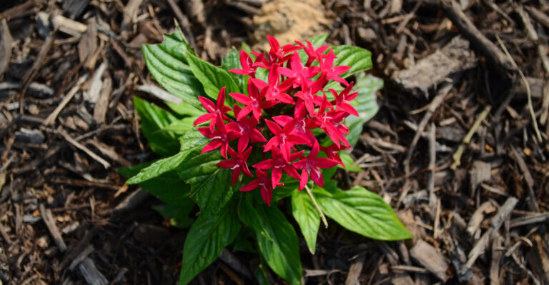 pentas