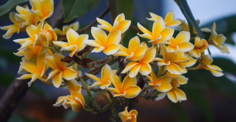 plumeria