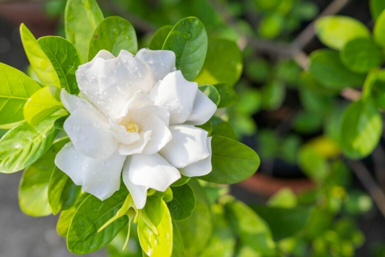 gardenia