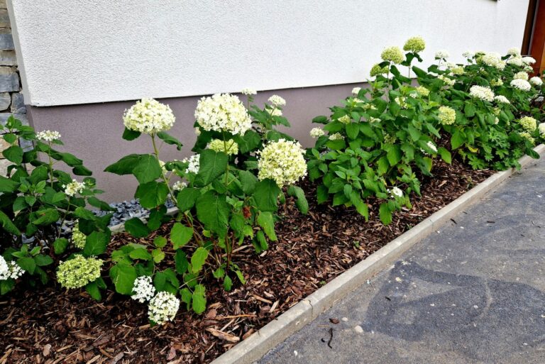 mulch around hydrangea