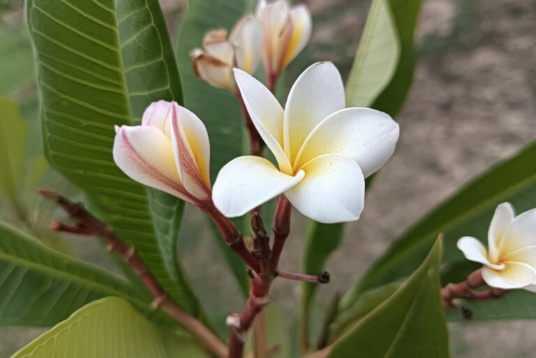 plumeria