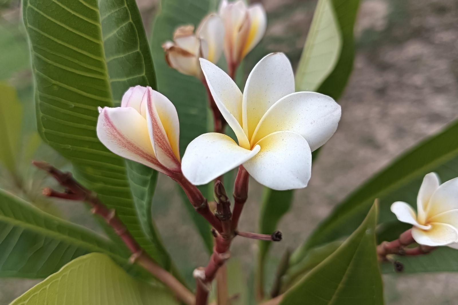 plumeria