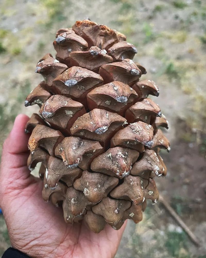 What To Expect, And What Pine Cones Won't Do