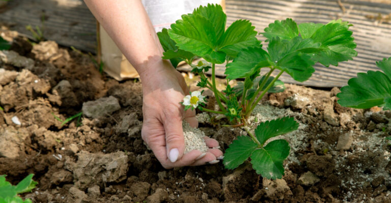 What To Feed Strawberries In Oregon Right Before Heavy Flowering