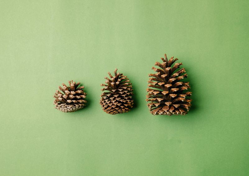 What To Know Before You Start Burying Pine Cones