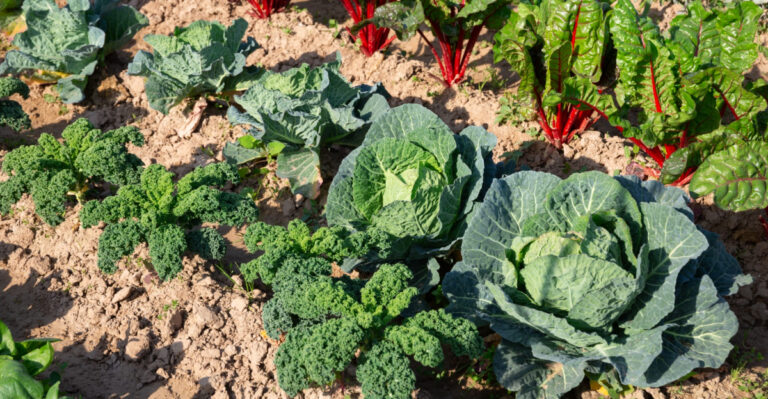What To Plant In Ohio In June If You Missed The Spring Window