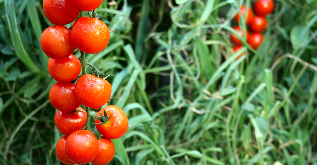 Tomatoes (featured image)