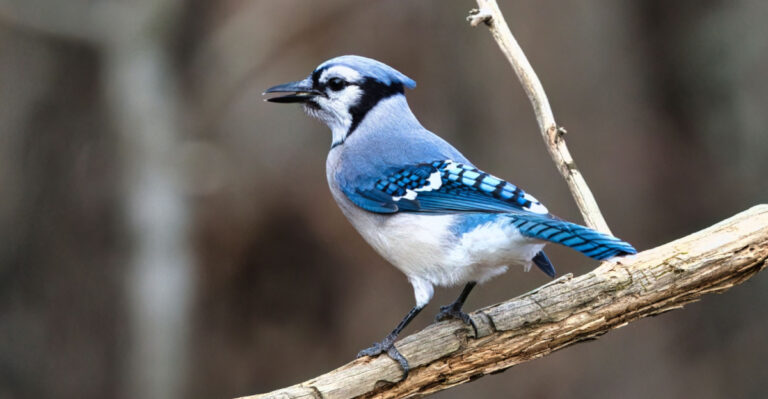 What Virginia’s Blue Jay Is Really Telling You When It Visits Your Yard