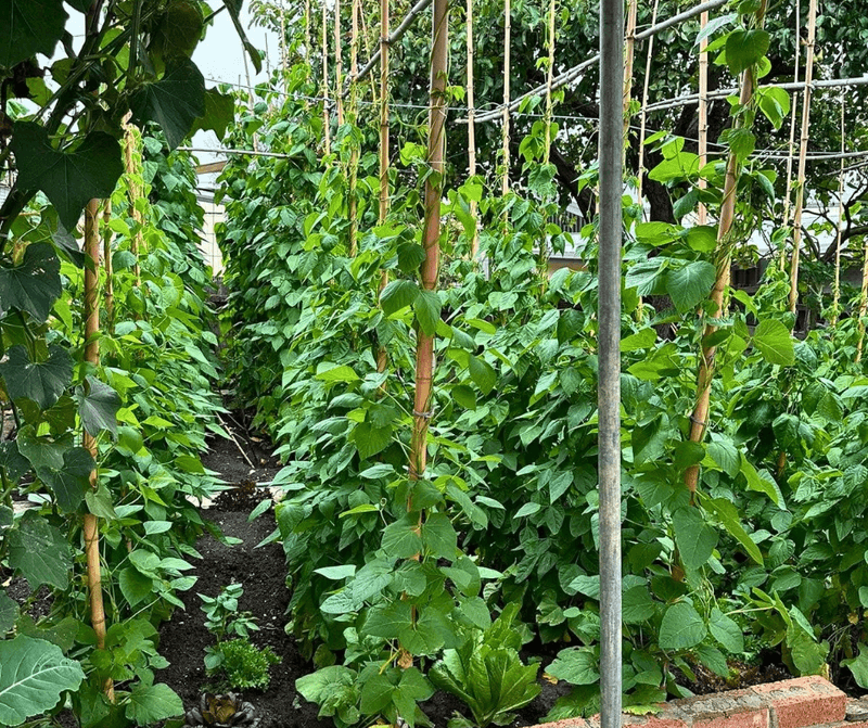 What Wisconsin Gardeners Do Differently To Keep Tomatoes Healthy What Wisconsin Gardeners Do Differently To Keep Tomatoes Healthy