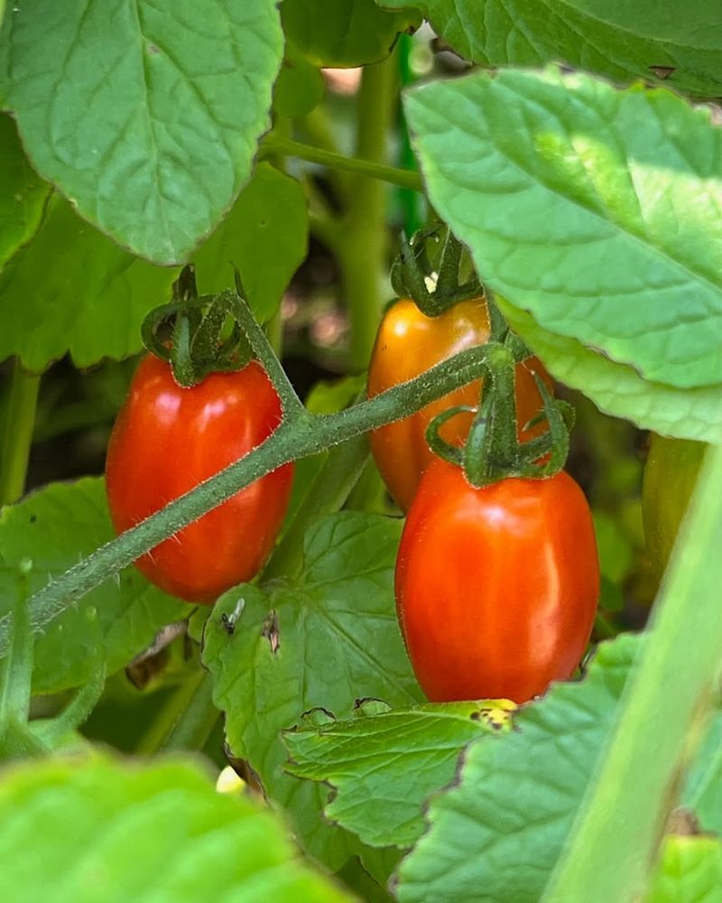 What You Do In May Sets Your Whole Garden Up For Summer