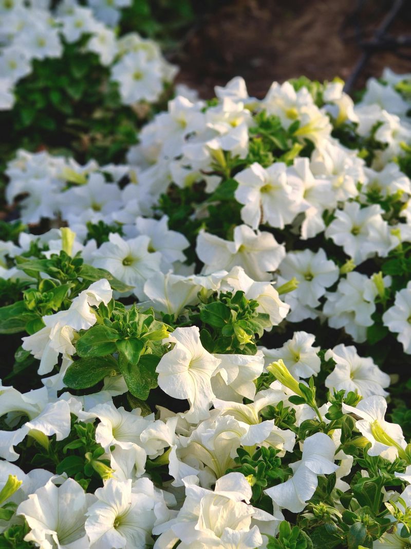 What Your Garden Can Look Like In Two Weeks