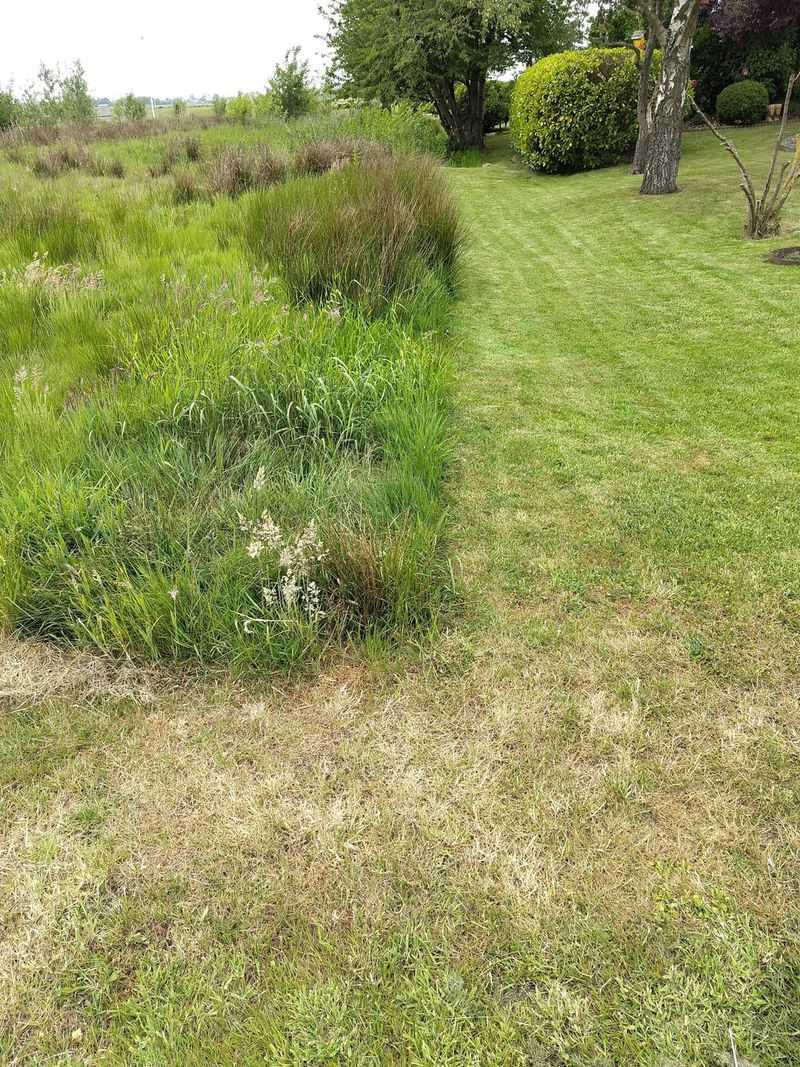 What Your Lawn Looks Like On Day 30 What Your Lawn Looks Like On Day 30