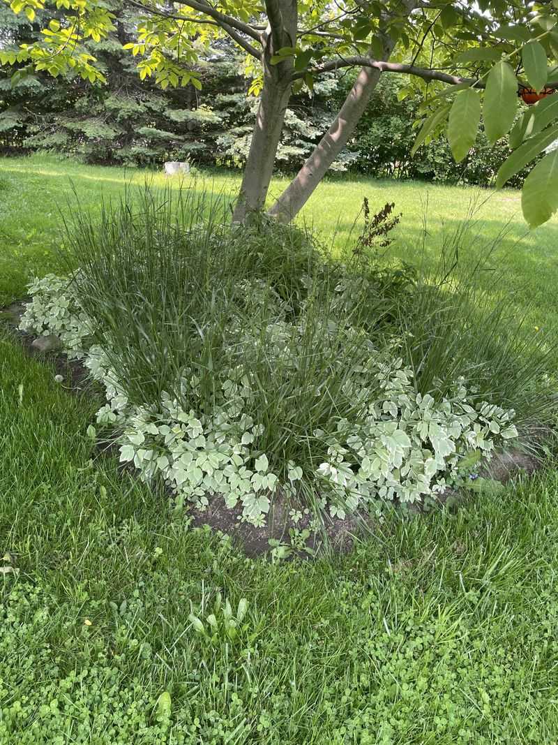 What Your Missouri Lawn Does Without The Mower What Your Missouri Lawn Does Without The Mower