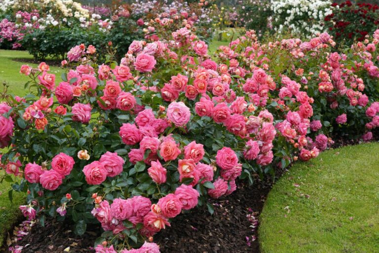 roses