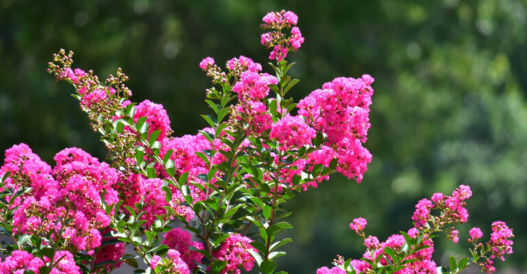What You’re Actually Doing To Your Tennessee Crape Myrtle Every Time You Trim It The Wrong Way