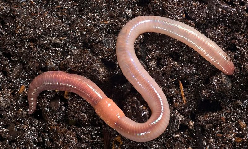 What's Actually Drawing Moles Into Your Yard