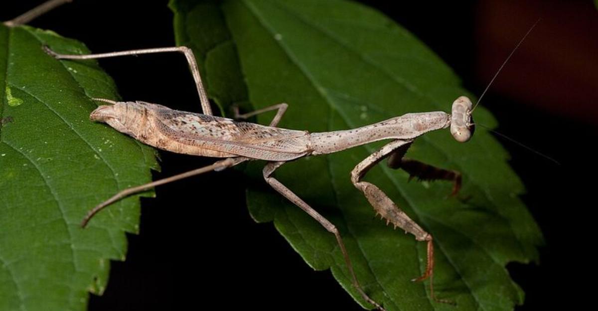 carolina praying mantis