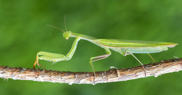 praying mantis (featured image)