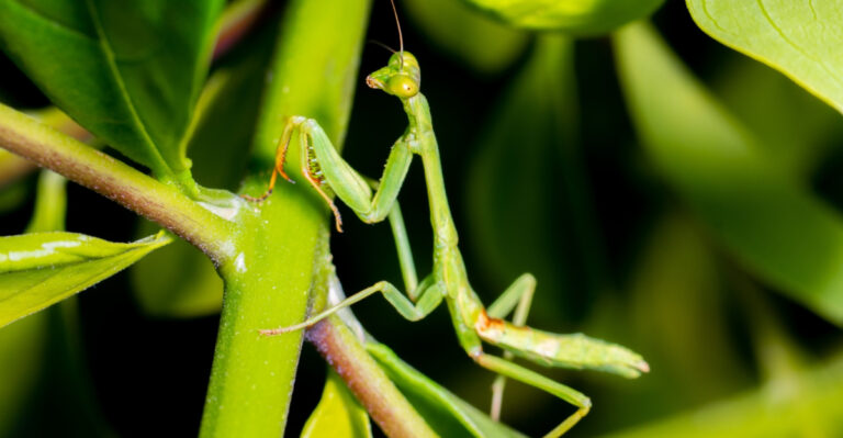 When A Praying Mantis Appears In Your Indiana Garden, There’s A Good Reason For It