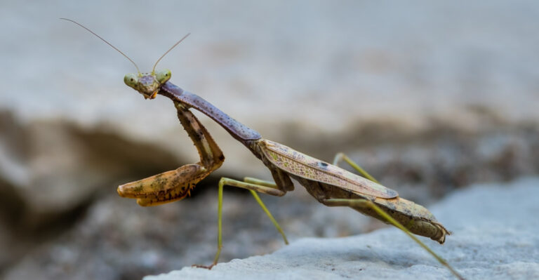 Carolina Mantis on a rock