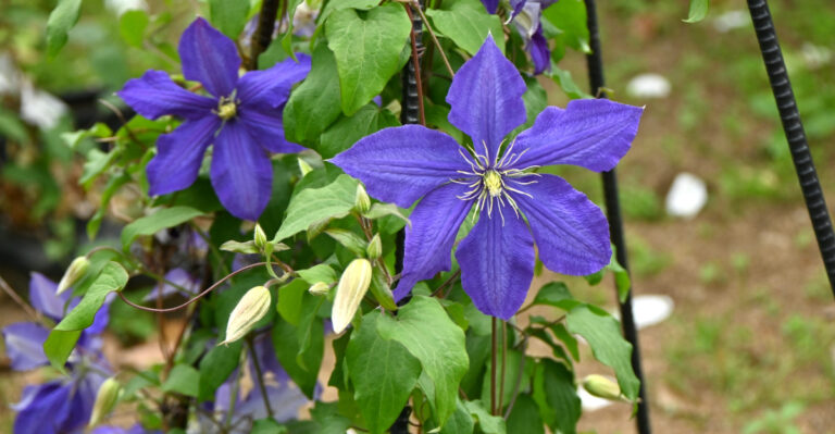 clematis (featured image)