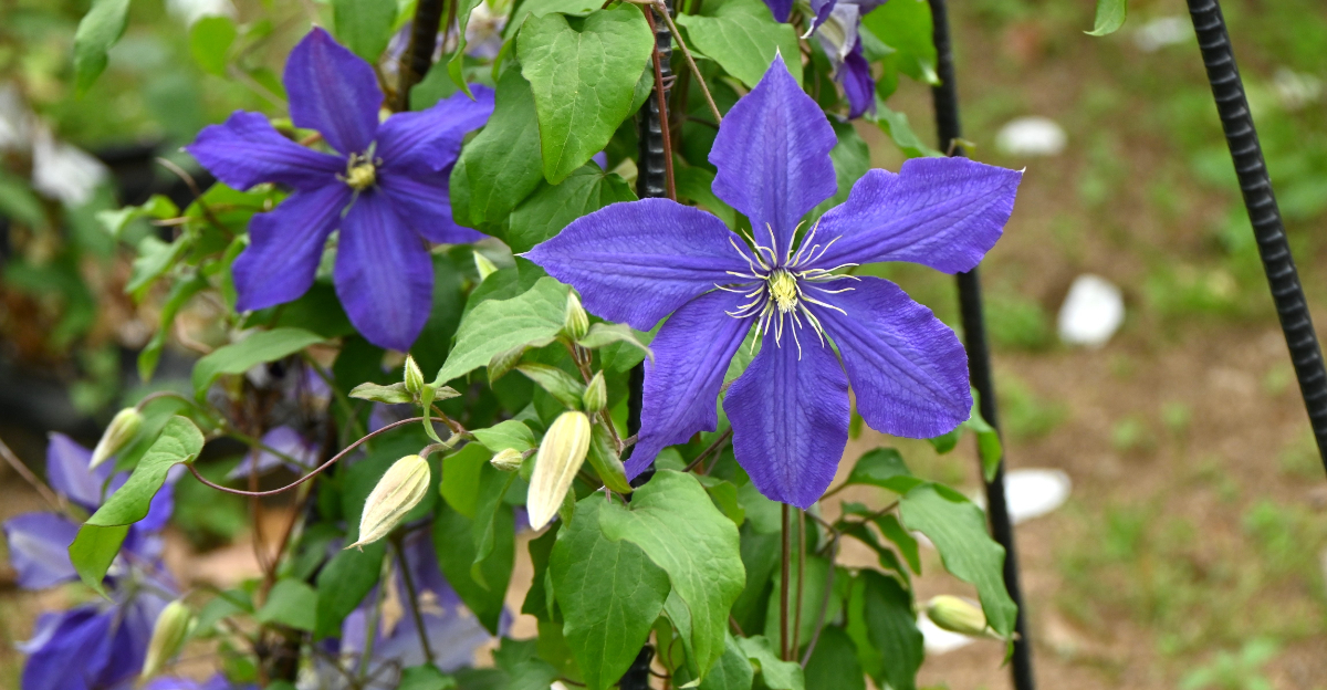 clematis (featured image)