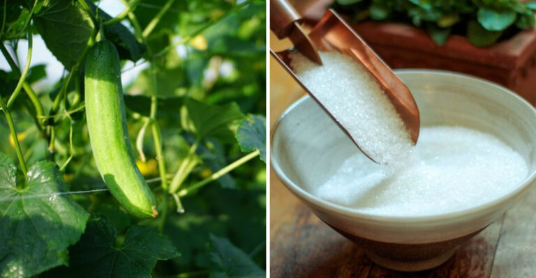 cucumber plant epsom salt