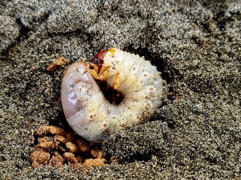 When Grubs Are Most Active In New Jersey