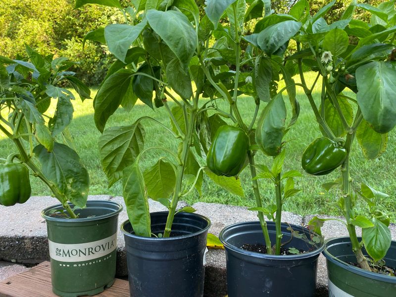  When Peppers Struggle After Moving