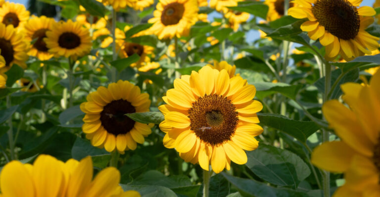 When Should You Plant Sunflowers In Washington For A Full Summer Display